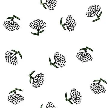Yarrow plant vector seamless pattern Stock Illustration