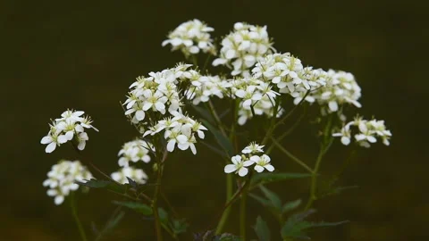 Yarrow with a tiny insect on it. Achillea millefolium, commonly known as yarrow Stock Footage 90642049