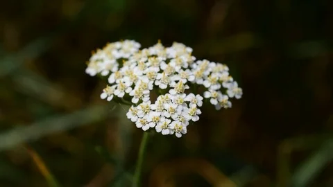 Yarrow with a tiny insect on it Stock Footage 74753462