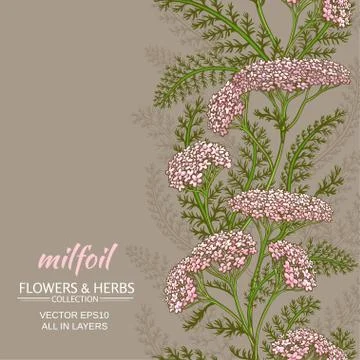 Yarrow vector background Illustrazione stock