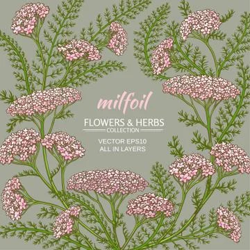 Yarrow vector frame Illustrazione stock