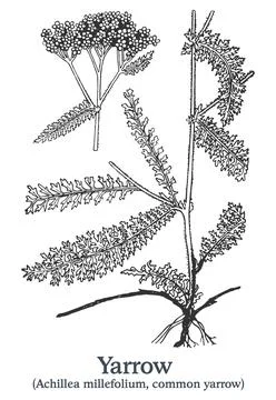 Yarrow. Vector hand drawn plant. Vintage medicinal plant sketch. Illustrazione stock