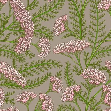 Yarrow vector pattern Illustrazione stock