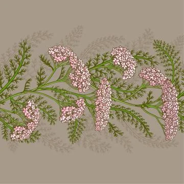 Yarrow vector pattern Stock Illustration
