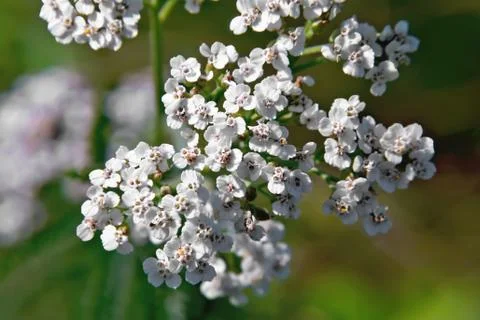 Yarrow white Foto stock