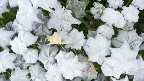 YARUMO  TREE Stock Footage 305430037