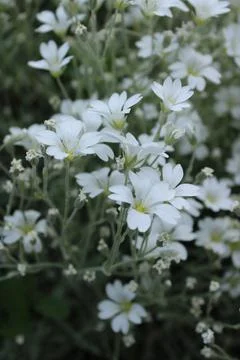 Yaskol flowers Stock Photos