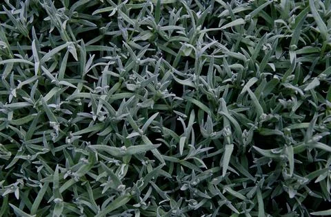 Yaskolka felt Stock Photos