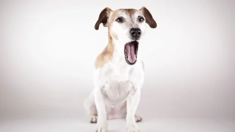 Yawing dog white background Vídeo Stock 124134865