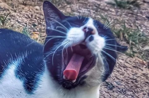Yawn cat Stock Photos