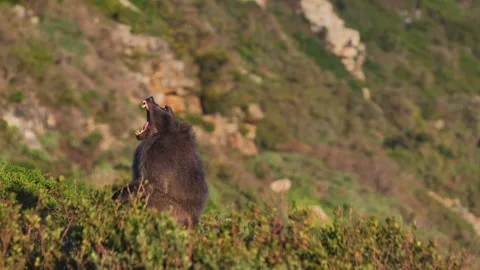 Yawning Baboon Close?Up Showing Teeth Stock Footage 313476187