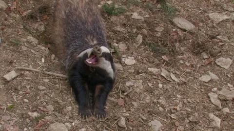 Yawning badger Stock Footage 42648488