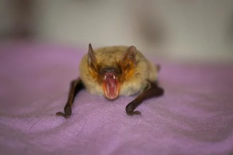 The yawning bat Stock Photos
