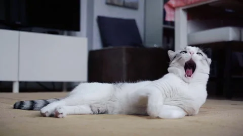 A yawning cat, Cat playing with quartz stone Stock Footage 238934772