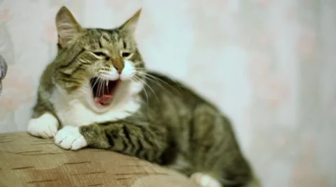 Yawning cat. Stock Footage 10747143