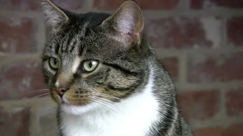 Yawning Cat Stock Footage 24357248