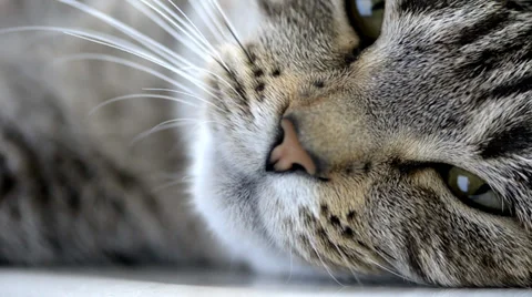 Yawning Cat Stock Footage 37152011