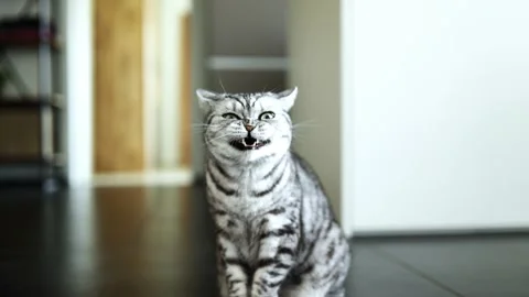 Yawning cat Stock Footage 171976985