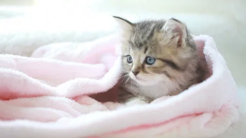 Yawning Cat Vídeo Stock 332499139
