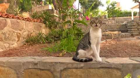 Yawning cat in a garden Video stock 201866717