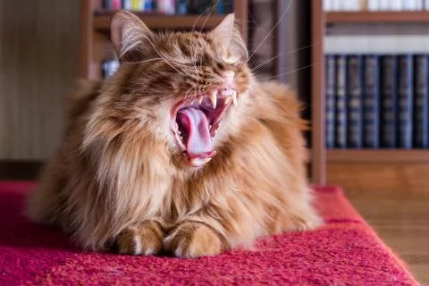 Yawning cat on the mat Foto stock