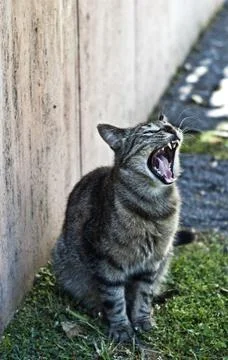 Yawning cat Stock Photos