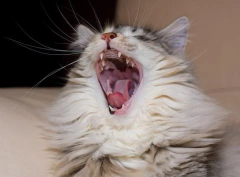 Yawning cat Stock Photos