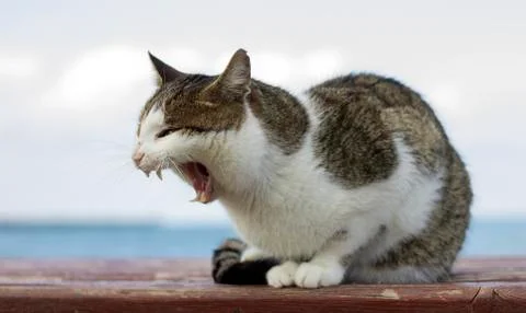 Yawning cat 스톡 사진