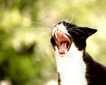 Yawning cat Foto stock