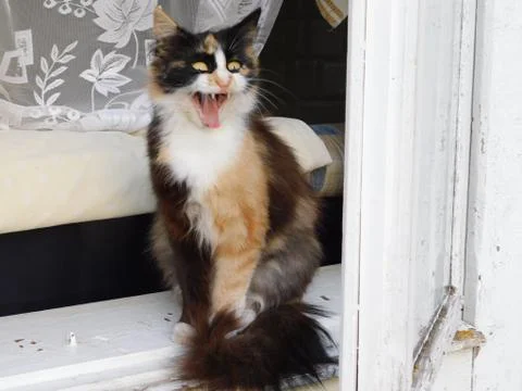 Yawning cat Stock Photos