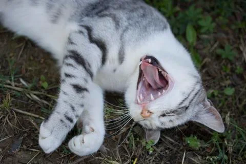 Yawning. cat Stock Photos