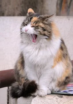 Yawning Cat Stock Photos