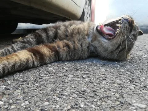 Yawning cat 스톡 사진
