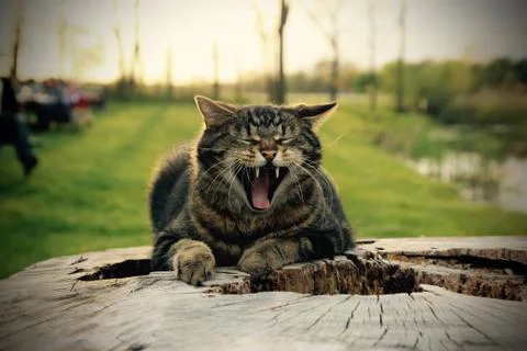 Yawning Cat Stock Photos