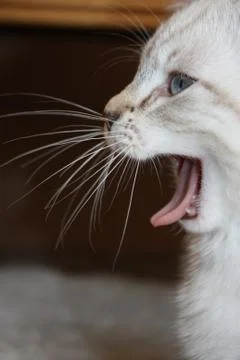 Yawning cat Stock Photos