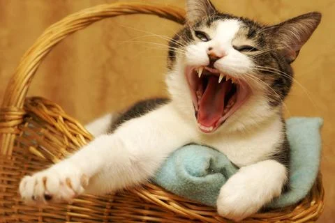 Yawning Cat Stock Photos