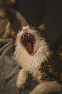 Yawning cat Stock Photos