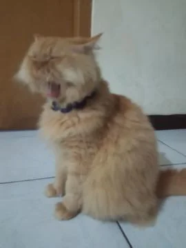 Yawning cat 写真素材