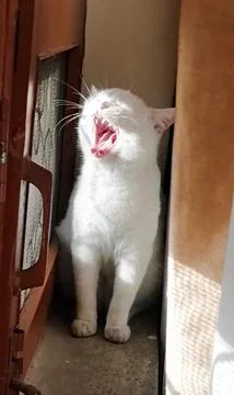 The Yawning Cat Foto stock