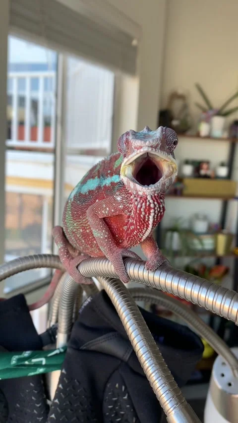 Yawning Chameleon Video stock 150401852