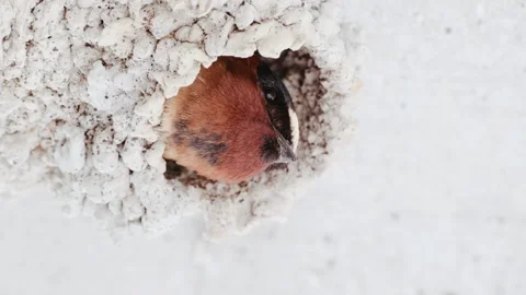Yawning Cliff Swallow Looking Out from Nest Video Stock Footage 345079587