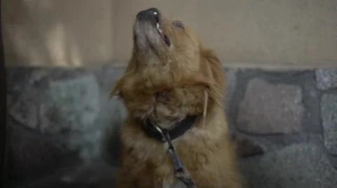 Yawning dog Stock Footage 52157511