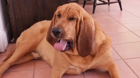Yawning Dog Video stock 130330581