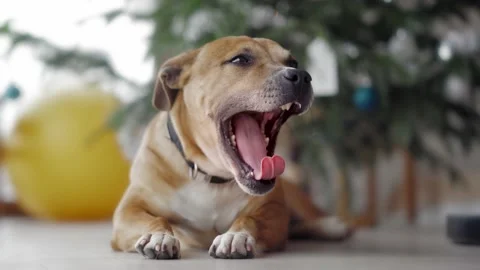 Yawning dog Video stock 146995624