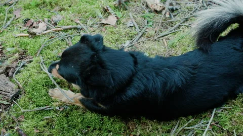 Yawning dog. Medium sized black dog yawns and chews on a stick in the forest. Stock Footage 140223788