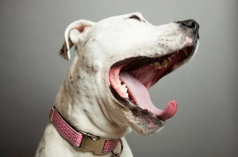 Yawning dog Stock Photos
