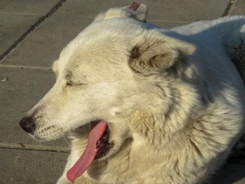 The yawning dog Stock Photos