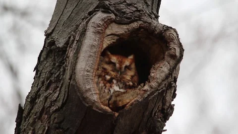 Yawning Eastern Screech Owl Stock Footage 128779261