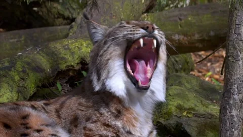 Yawning Eurasian Lynx in Forest. Stock Footage 305862429
