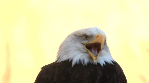 Yawning of expressive bald eagle close up, haliaeetus leucocephalus, Stock Footage 46677074